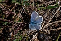 David Plant Photography - Wildlife Photography - Silver-studded blue, Plebejus argus caernensis - M