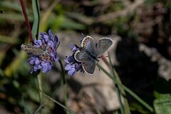 David Plant Photography - Wildlife Photography - Silver-studded blue, Plebejus argus caernensis - N