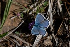 David Plant Photography - Wildlife Photography - Silver-studded blue, Plebejus argus caernensis - O