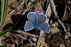 David Plant Photography - Wildlife Photography - Silver-studded blue, Plebejus argus caernensis - P