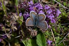 David Plant Photography - Wildlife Photography - Silver-studded blue, Plebejus argus caernensis - R
