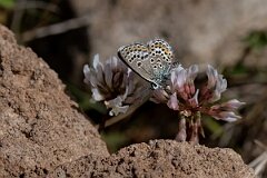 David Plant Photography - Wildlife Photography - Silver-studded blue, Plebejus argus caernensis - S