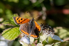 David Plant Photography - Wildlife Photography - Small copper - G