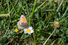 David Plant Photography - Wildlife Photography - Small heath - E
