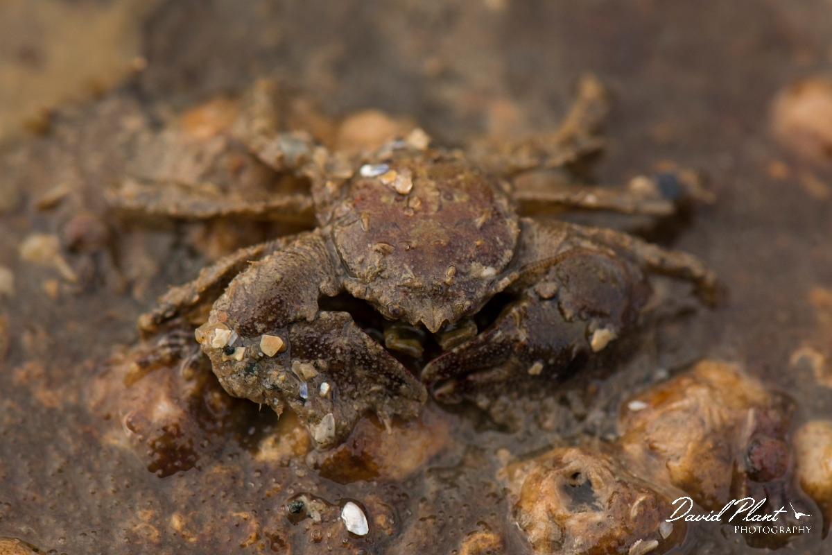 David Plant Photography - Wildlife Photography - Broad clawed porcelain crab - A.jpg - Hairy porcelain crab, Porcellana platycheles - Anglesey