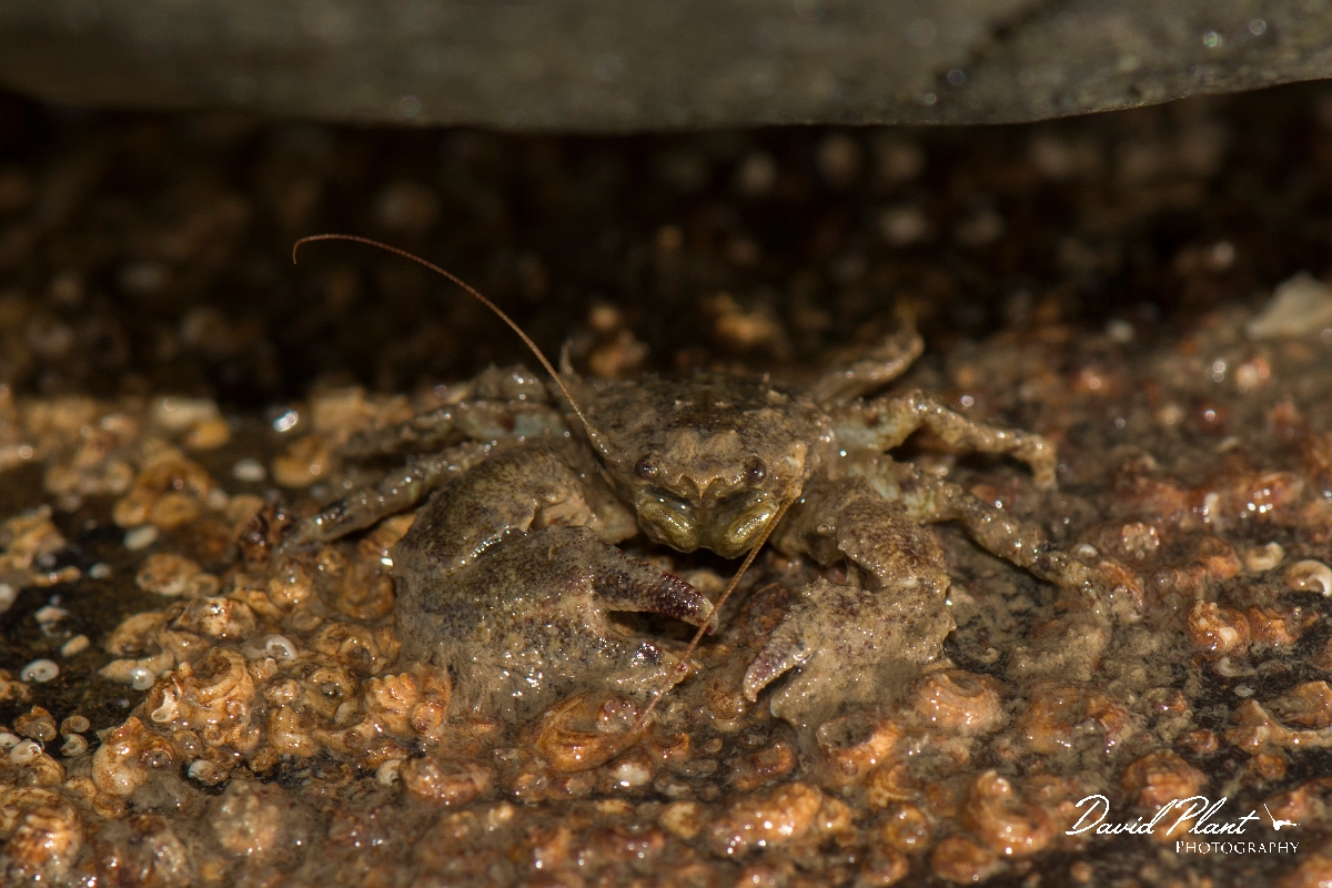 David Plant Photography - Wildlife Photography - Broad clawed porcelain crab - B.jpg - Hairy porcelain crab, Porcellana platycheles - Anglesey