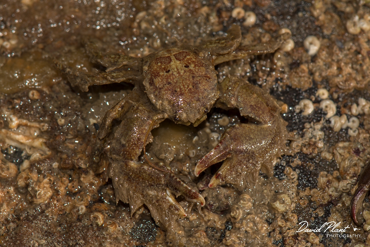 David Plant Photography - Wildlife Photography - Broad clawed porcelain crab - C.jpg - Hairy porcelain crab, Porcellana platycheles - Anglesey