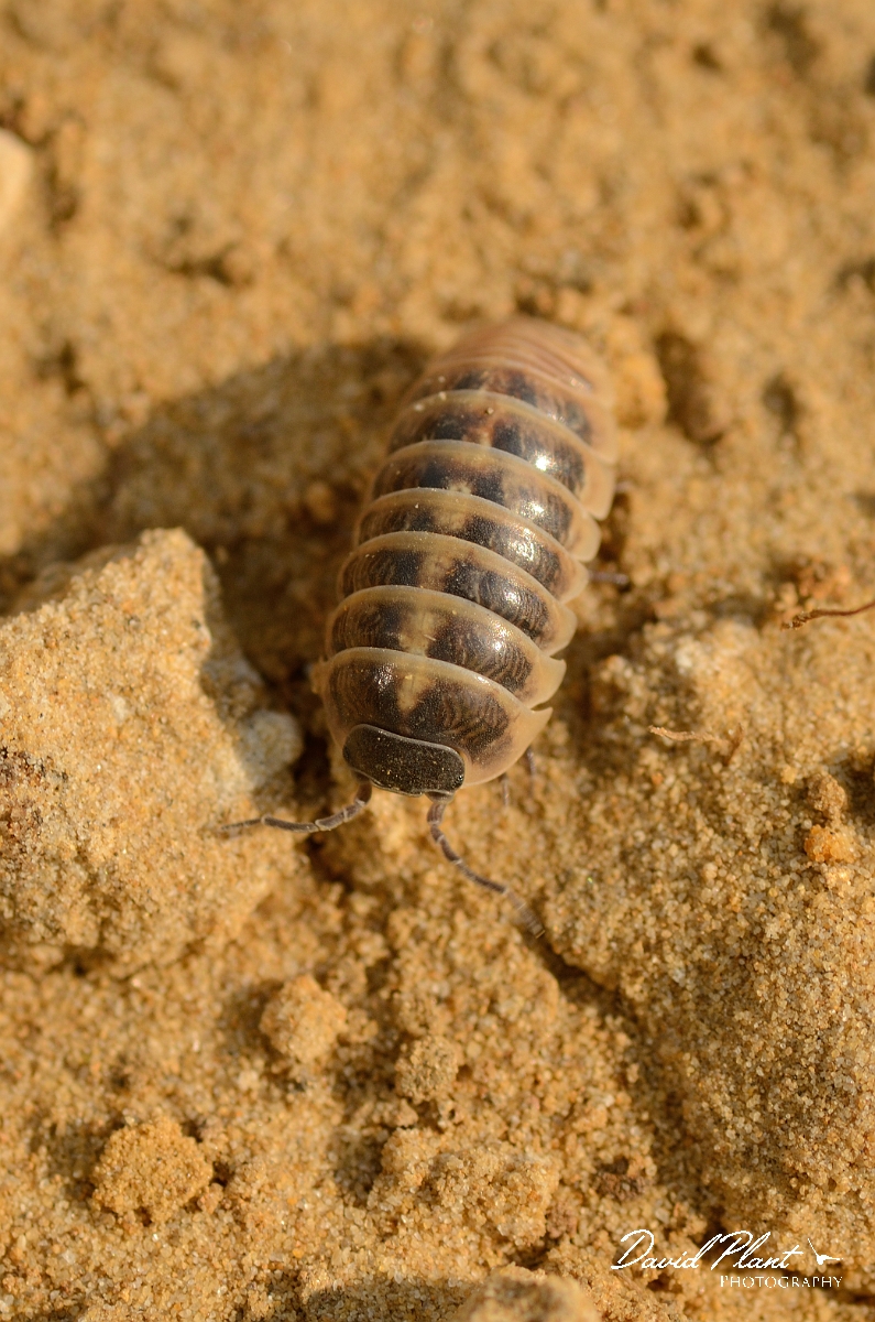 David Plant Photography - Wildlife Photography - Common pill woodlouse - Armadillidium vulgare - A.jpg - Common pill woodlouse, Armadillidium vulgare - Cambridgeshire