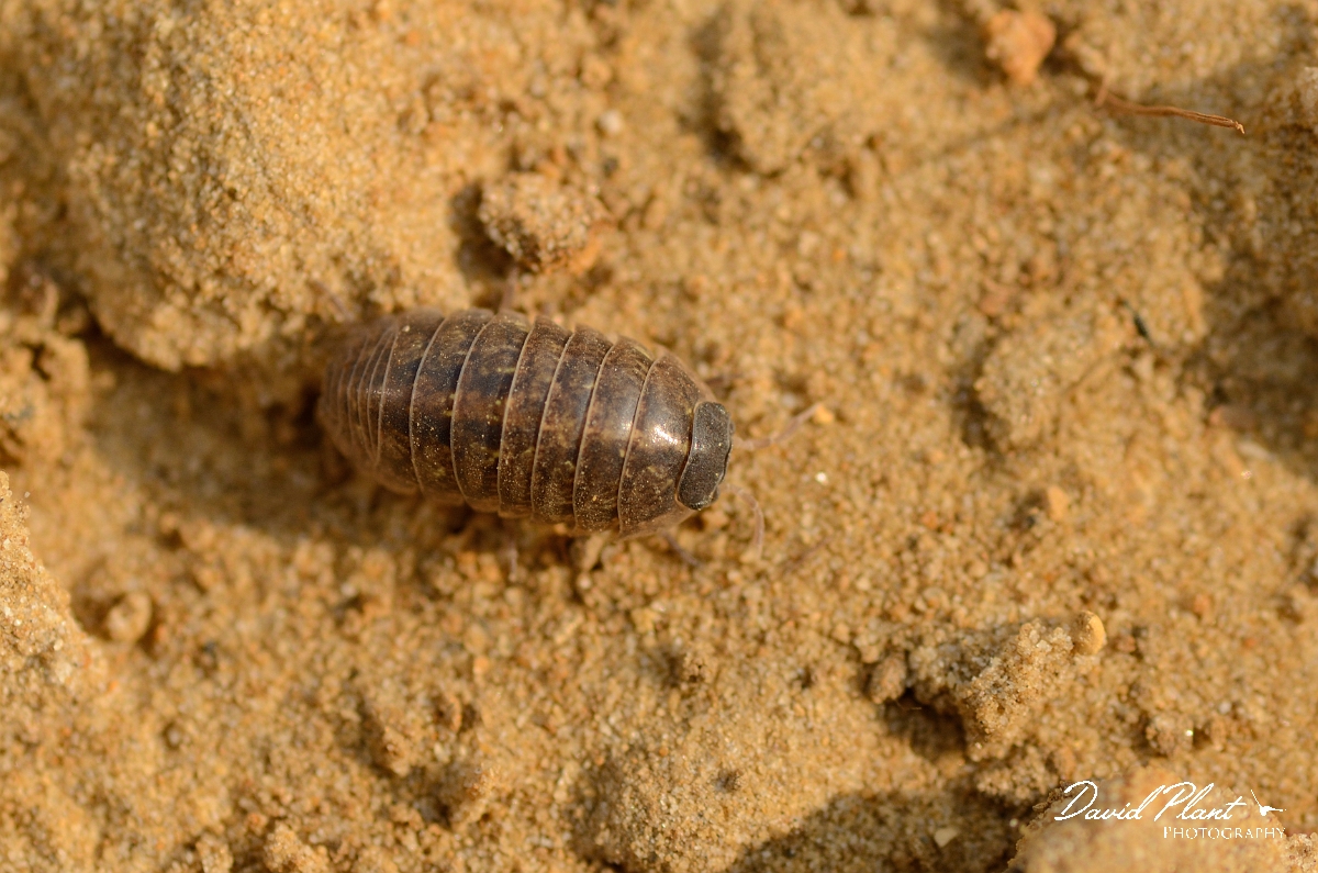 David Plant Photography - Wildlife Photography - Common pill woodlouse - Armadillidium vulgare - B.jpg - Common pill woodlouse, Armadillidium vulgare - Cambridgeshire