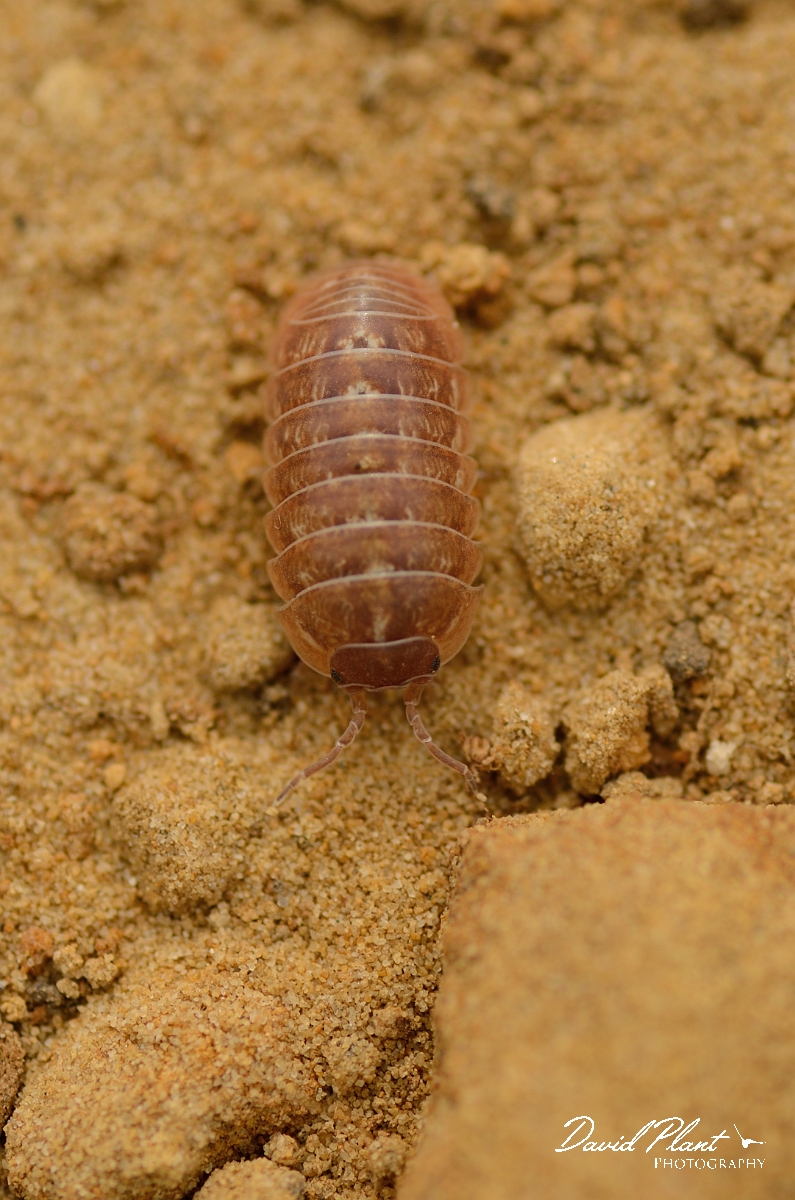 David Plant Photography - Wildlife Photography - Common pill woodlouse - Armadillidium vulgare - D.jpg - Common pill woodlouse, Armadillidium vulgare - Cambridgeshire