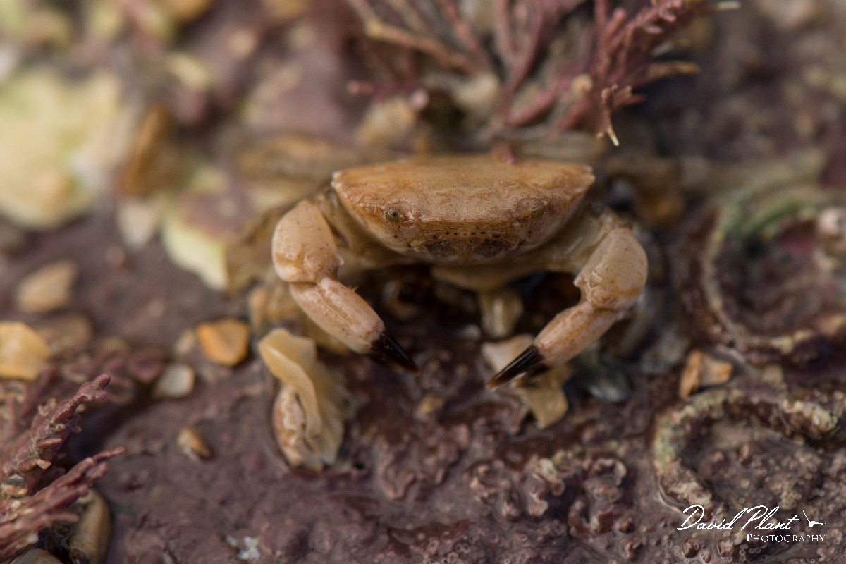 David Plant Photography - Wildlife Photography - Edible crab - A.jpg - Edible crab, Cancer pagurus - Anglesey