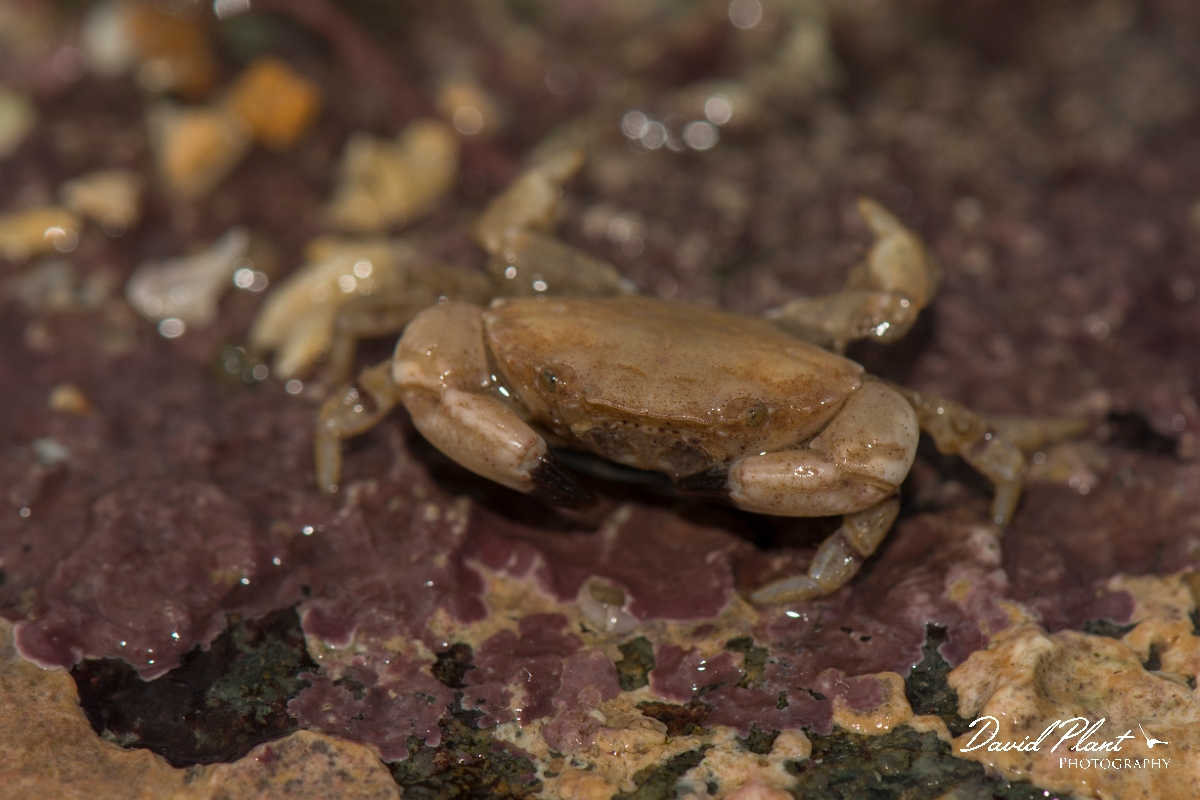 David Plant Photography - Wildlife Photography - Edible crab - B.jpg - Edible crab, Cancer pagurus - Anglesey