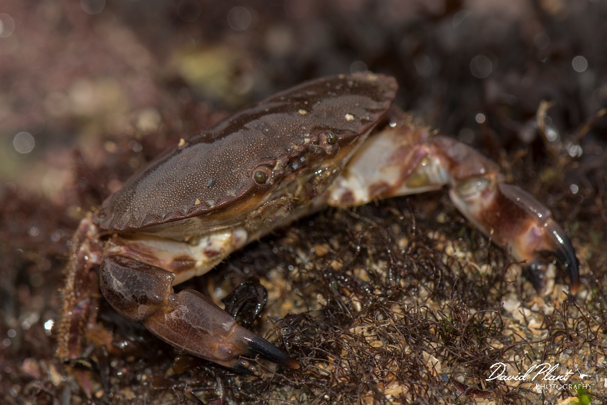 David Plant Photography - Wildlife Photography - Edible crab - E.jpg - Edible crab, Cancer pagurus - Anglesey