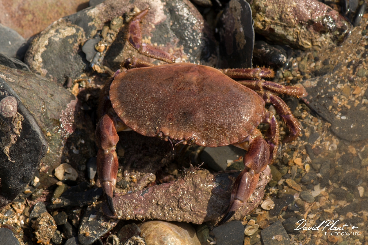 David Plant Photography - Wildlife Photography - Edible crab - F.jpg - Edible crab, Cancer pagurus - Anglesey