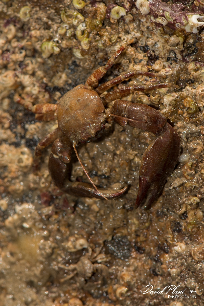 David Plant Photography - Wildlife Photography - Long clawed porcelain crab - A.jpg - Long-clawed porcelain crab, Pisidia longicornis - Anglesey