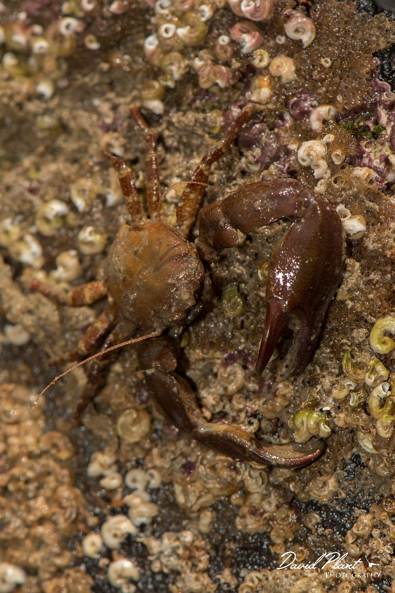 David Plant Photography - Wildlife Photography - Long clawed porcelain crab - B.jpg - Long-clawed porcelain crab, Pisidia longicornis - Anglesey