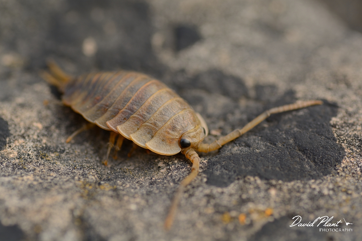 David Plant Photography - Wildlife Photography - Sea slater - Ligia oceanica - A.jpg - Sea slater, Ligia oceania - Somerset