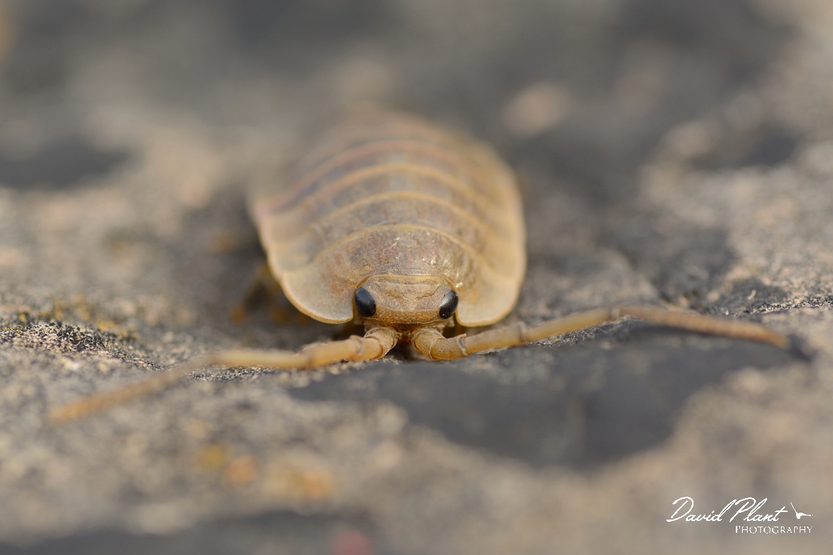 David Plant Photography - Wildlife Photography - Sea slater - Ligia oceanica - B.jpg - Sea slater, Ligia oceania - Somerset