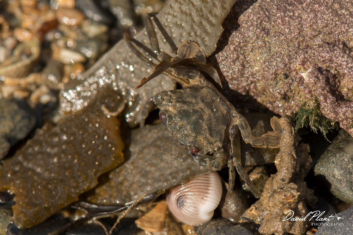 David Plant Photography - Wildlife Photography - Velvet swimming crab - A.jpg - Velvet-swimming crab, Necora puber - Anglesey
