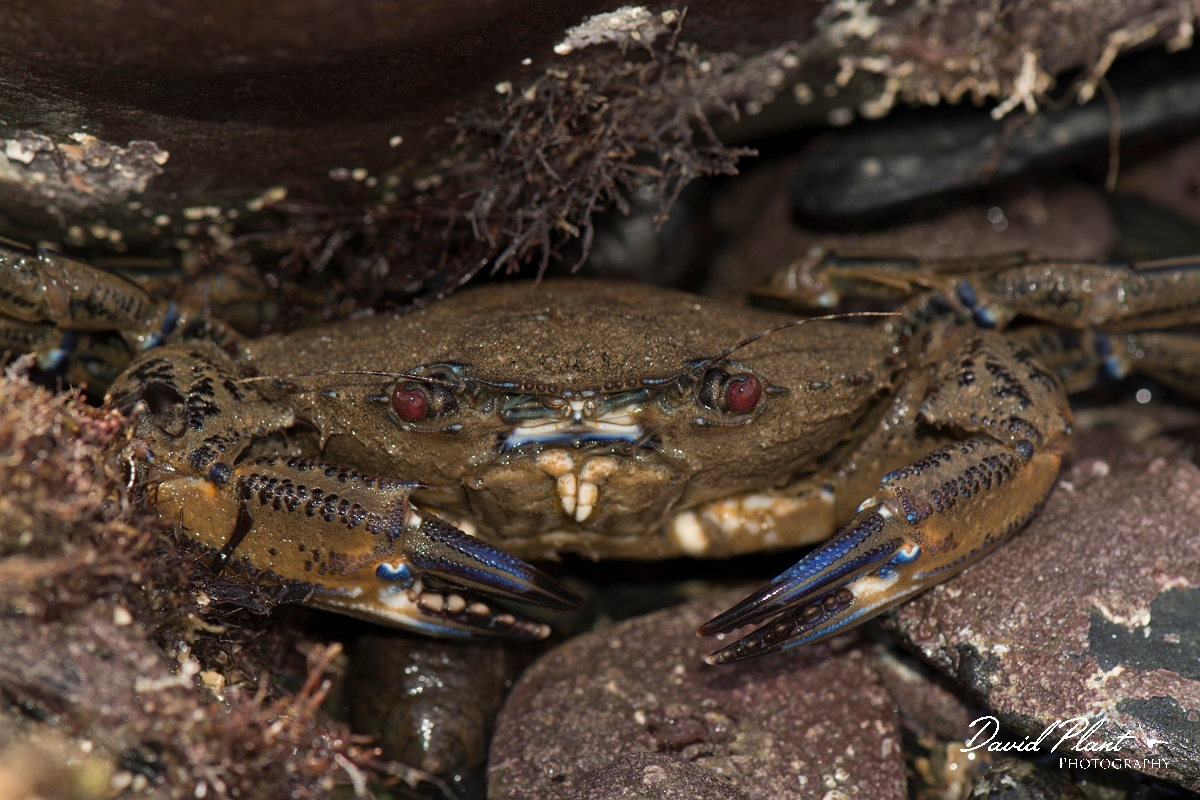 David Plant Photography - Wildlife Photography - Velvet swimming crab - B.jpg - Velvet-swimming crab, Necora puber - Anglesey