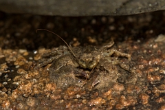 David Plant Photography - Wildlife Photography - Broad clawed porcelain crab - B