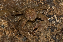 David Plant Photography - Wildlife Photography - Broad clawed porcelain crab - C