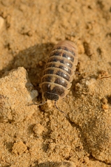 David Plant Photography - Wildlife Photography - Common pill woodlouse - Armadillidium vulgare - A
