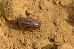 David Plant Photography - Wildlife Photography - Common pill woodlouse - Armadillidium vulgare - B