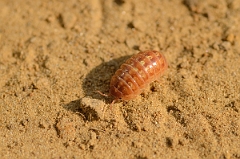 David Plant Photography - Wildlife Photography - Common pill woodlouse - Armadillidium vulgare - C