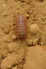 David Plant Photography - Wildlife Photography - Common pill woodlouse - Armadillidium vulgare - D