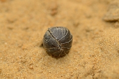 David Plant Photography - Wildlife Photography - Common pill woodlouse - Armadillidium vulgare - E