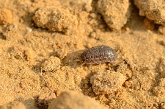 David Plant Photography - Wildlife Photography - Common rough woodlouse - Porcellio scaber - A