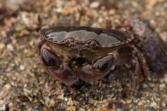 David Plant Photography - Wildlife Photography - Edible crab - C