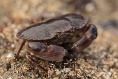 David Plant Photography - Wildlife Photography - Edible crab - D