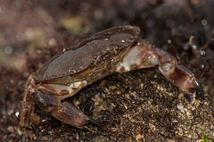 David Plant Photography - Wildlife Photography - Edible crab - E
