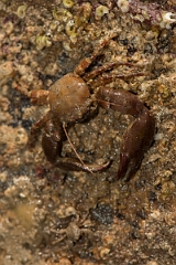 David Plant Photography - Wildlife Photography - Long clawed porcelain crab - A