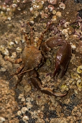 David Plant Photography - Wildlife Photography - Long clawed porcelain crab - B