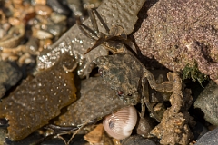 David Plant Photography - Wildlife Photography - Velvet swimming crab - A