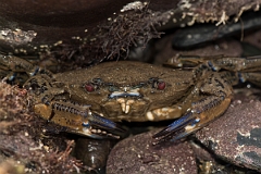 David Plant Photography - Wildlife Photography - Velvet swimming crab - B
