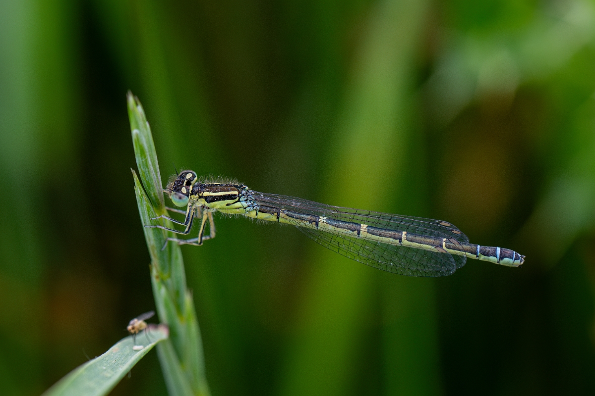 DPPhotography - Wildlife Photography - Dainty damselfly - A.jpg - Dainty damselfly, female - Kent