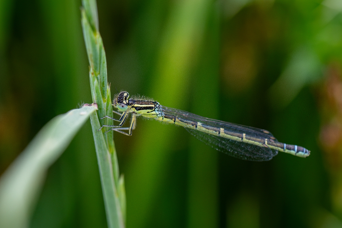 DPPhotography - Wildlife Photography - Dainty damselfly - C.jpg - Dainty damselfly, female - Kent