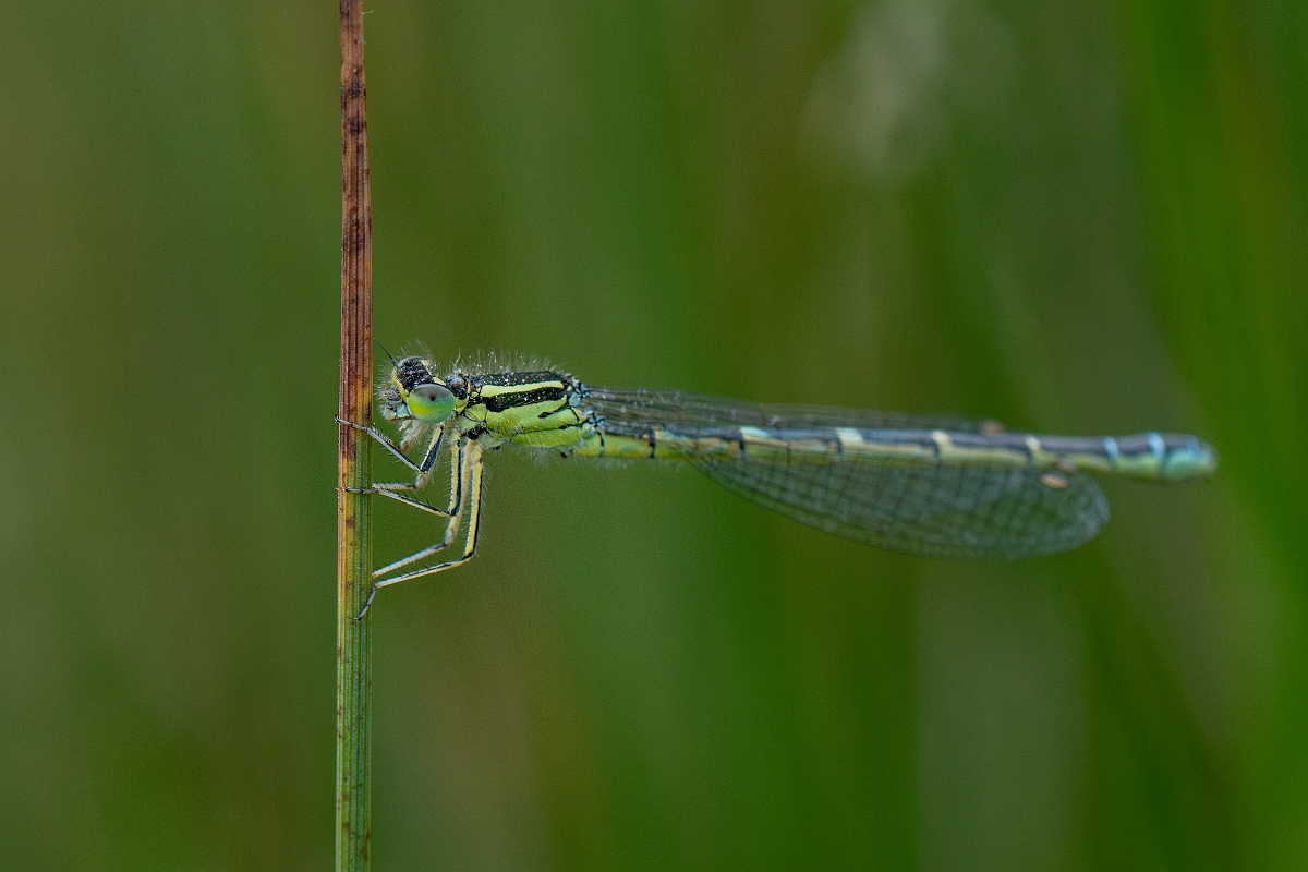 DPPhotography - Wildlife Photography - Dainty damselfly - D.jpg - Dainty damselfly, female - Kent