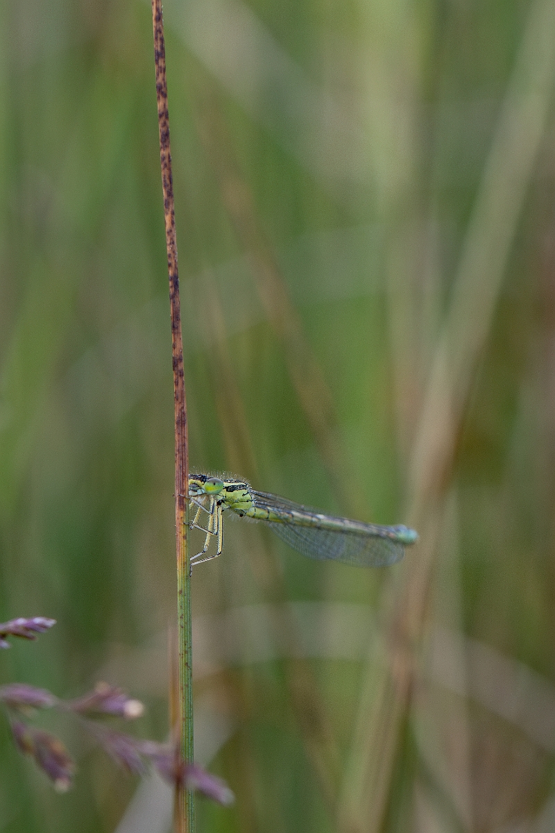 DPPhotography - Wildlife Photography - Dainty damselfly - E.jpg - Dainty damselfly, female - Kent