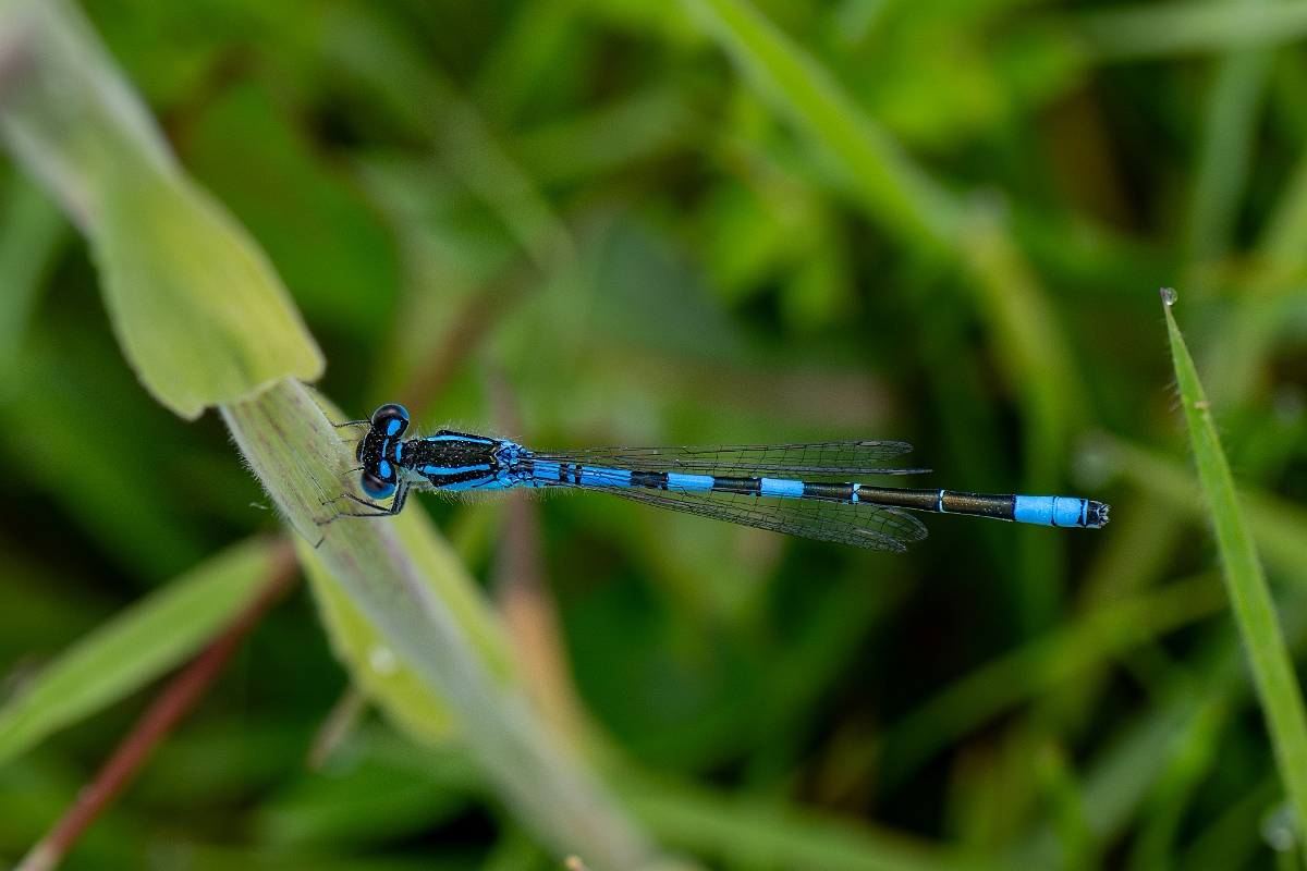 DPPhotography - Wildlife Photography - Dainty damselfly - F.jpg - Dainty damselfly, male - Kent