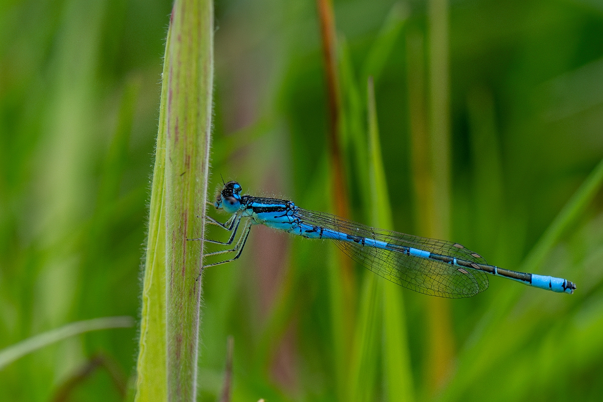 DPPhotography - Wildlife Photography - Dainty damselfly - G.jpg - Dainty damselfly, male - Kent