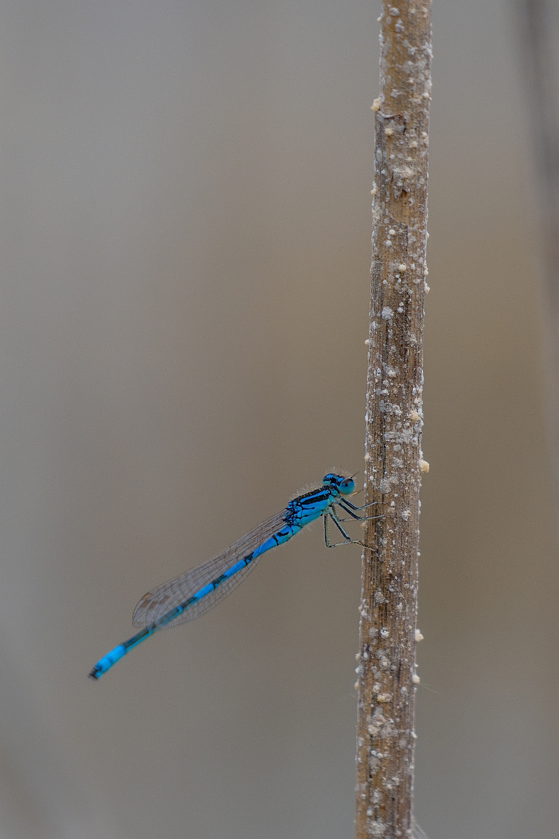 DPPhotography - Wildlife Photography - Dainty damselfly - I.jpg - Dainty damselfly, male - Kent