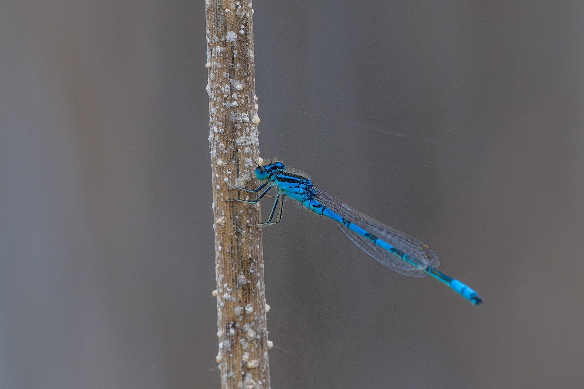 DPPhotography - Wildlife Photography - Dainty damselfly - J.jpg - Dainty damselfly, male - Kent