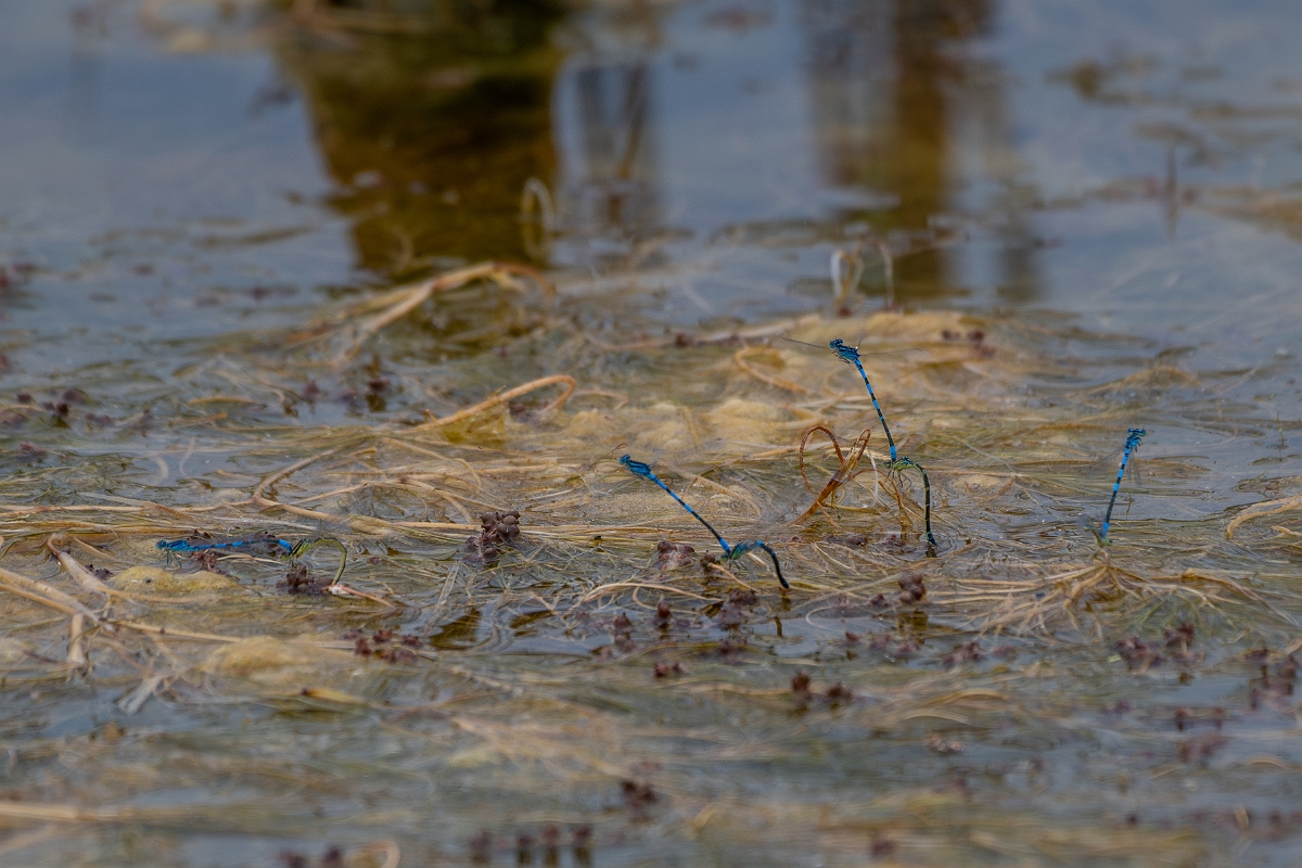 DPPhotography - Wildlife Photography - Dainty damselfly - K.jpg - Dainty damselfly, mating pairs - Kent