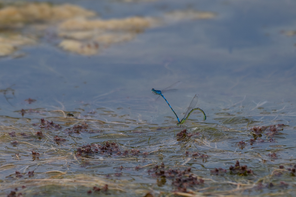 DPPhotography - Wildlife Photography - Dainty damselfly - L.jpg - Dainty damselfly, pair - Kent