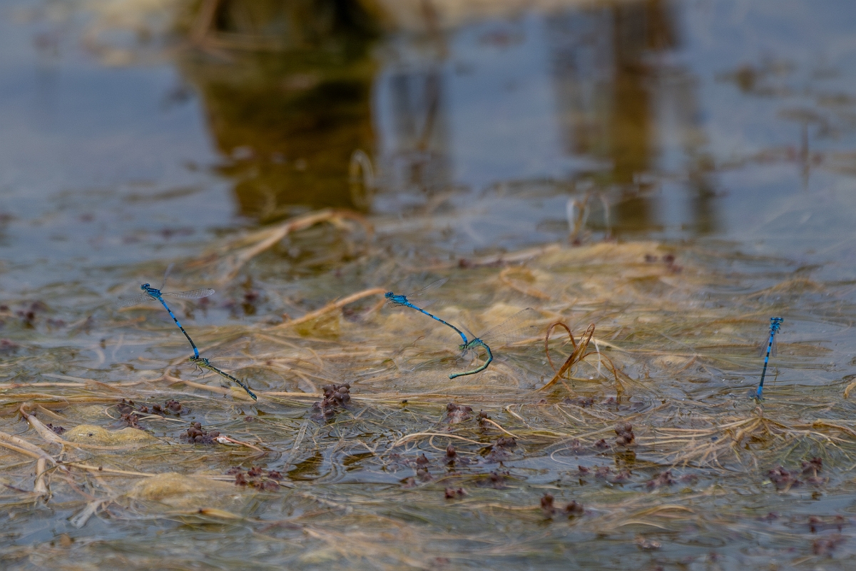 DPPhotography - Wildlife Photography - Dainty damselfly - M.jpg - Dainty damselfly, mating pairs - Kent